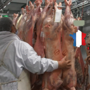 Agneau entier découpé – 16 kg