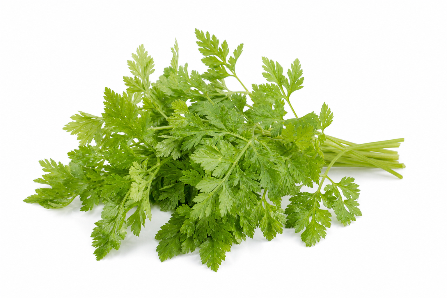 Cerfeuil frais 100 g