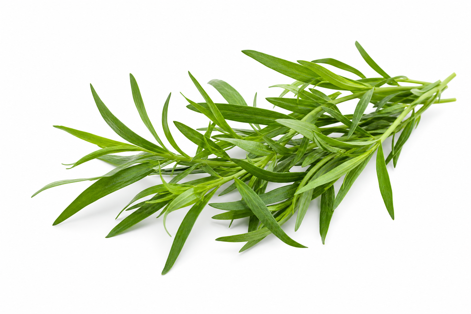 Estragon frais 100 g