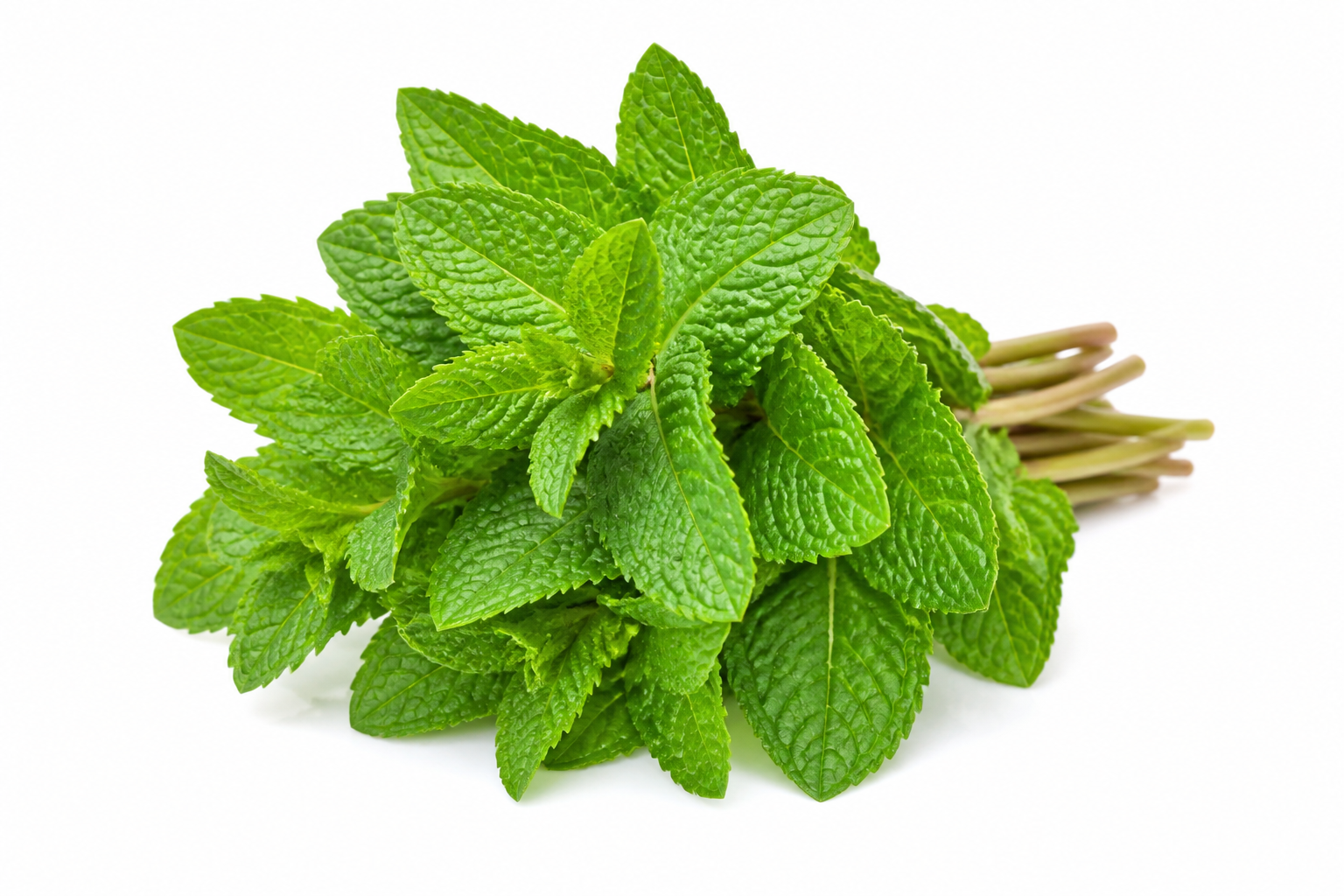 Menthe fraîche 100 g